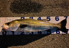 シーバスの釣果