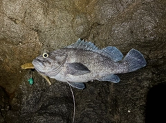 マゾイの釣果