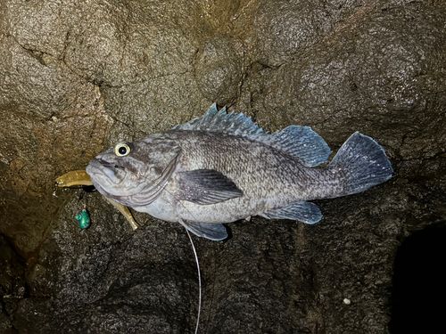 マゾイの釣果