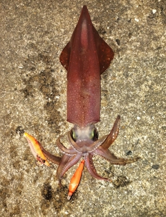 ケンサキイカの釣果