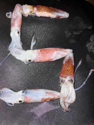 ヒイカの釣果