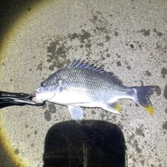 キチヌの釣果