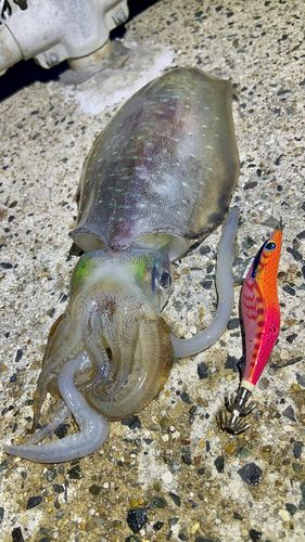 アオリイカの釣果