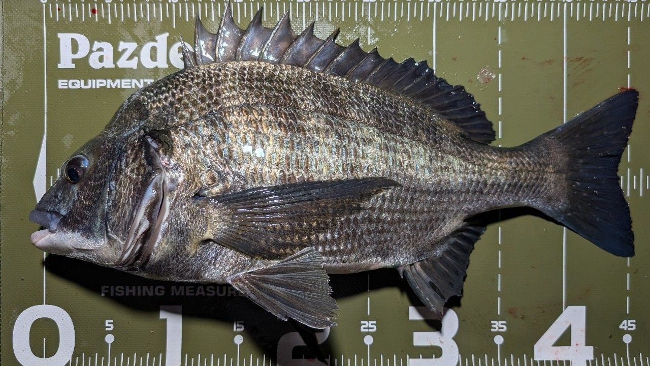 SHIMANO 20ルナミス S100MLの最安値・インプレ・釣果 | 本音の口コミが