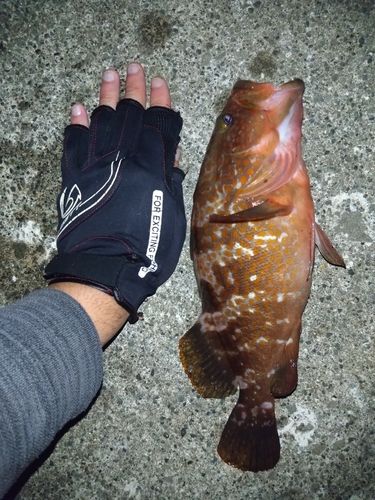 キジハタの釣果