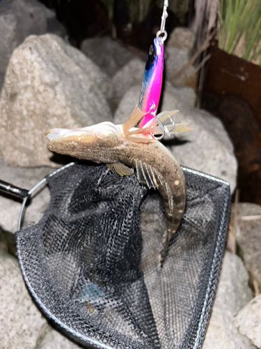 メゴチの釣果