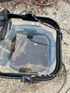 マハゼの釣果