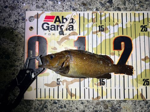 エゾメバルの釣果