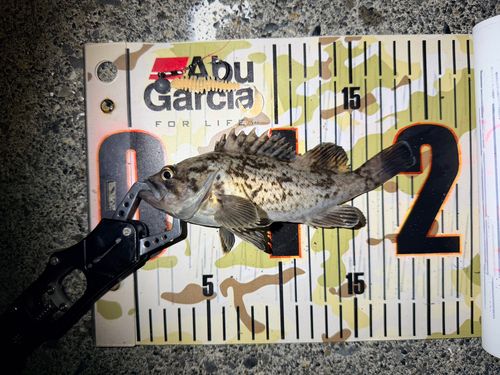 クロソイの釣果