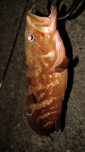 アコウの釣果