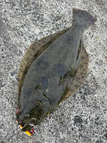 ヒラメの釣果