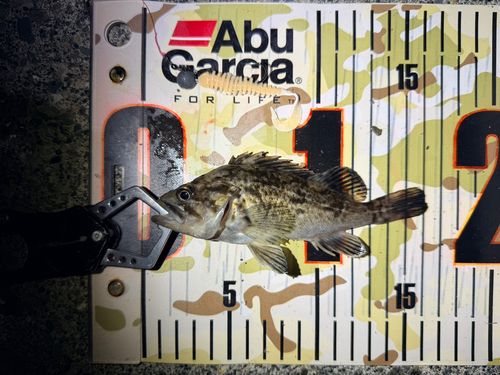 クロソイの釣果