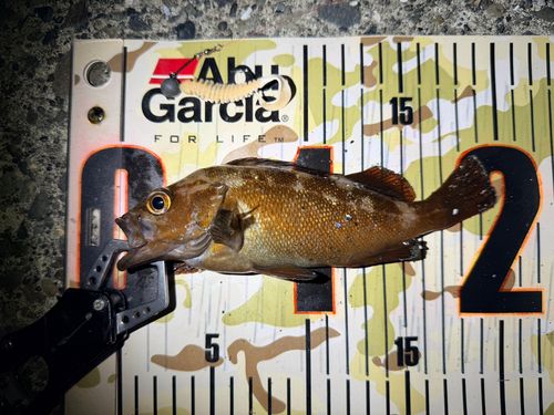 エゾメバルの釣果