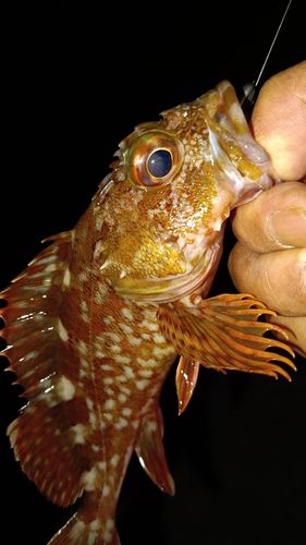 ガシラの釣果