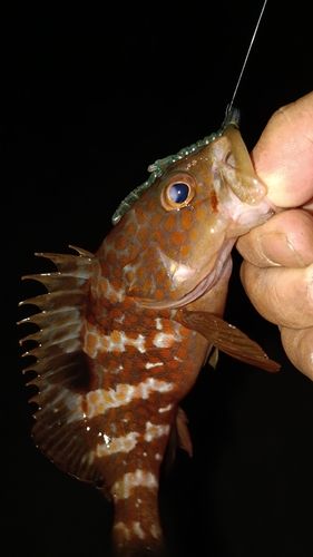 アコウの釣果