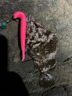 オウゴンムラソイの釣果