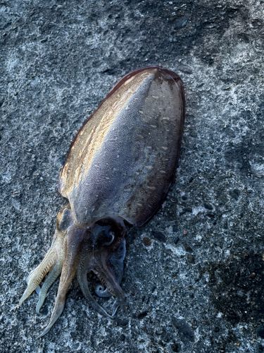 モンゴイカの釣果
