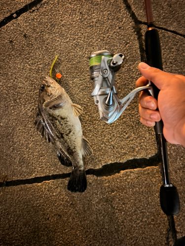 クロソイの釣果