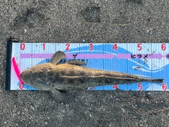 マゴチの釣果