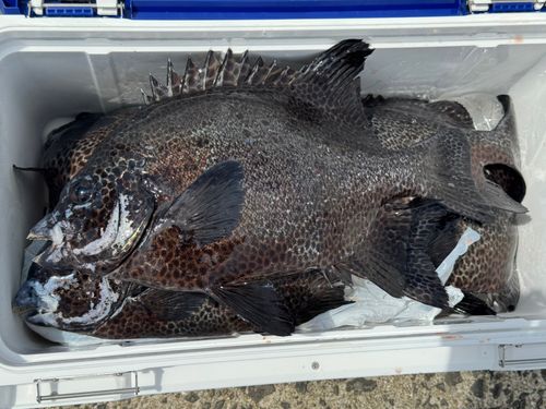 イシガキダイの釣果