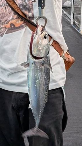 ソウダガツオの釣果