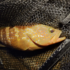 キジハタの釣果