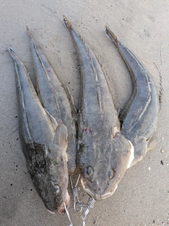 マゴチの釣果