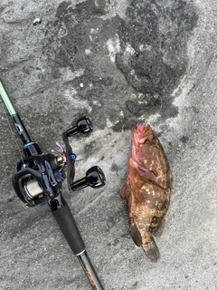 キジハタの釣果