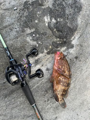 キジハタの釣果