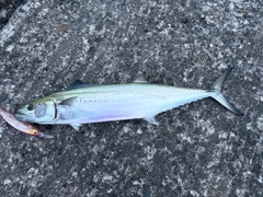 サゴシの釣果