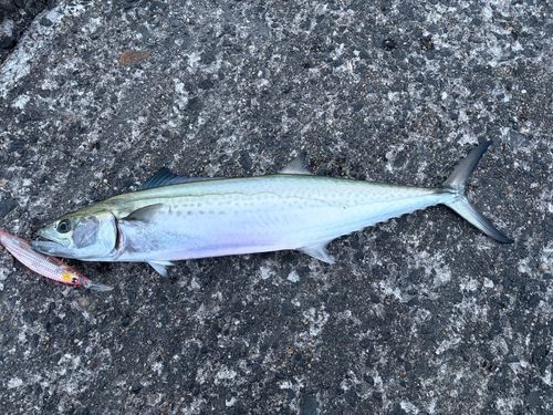 サゴシの釣果