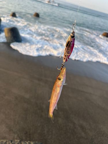 カマスの釣果