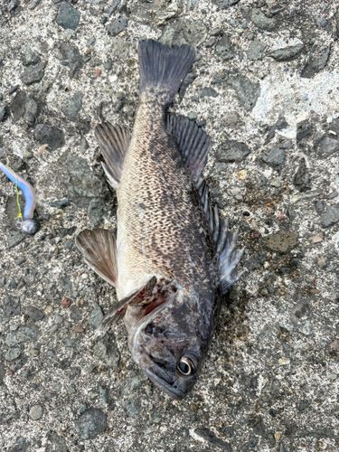 クロソイの釣果