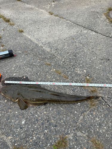 マゴチの釣果