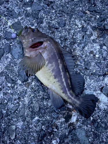 シマソイの釣果