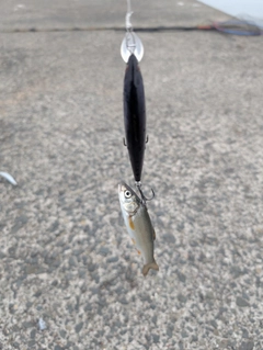 ウグイの釣果
