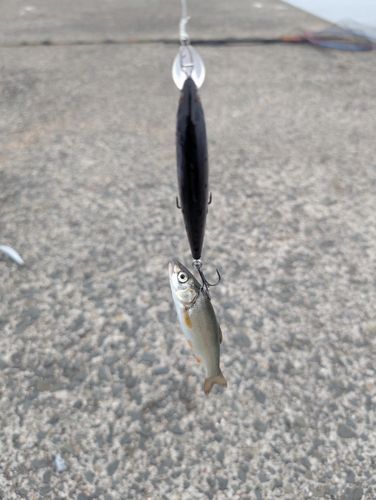 ウグイの釣果
