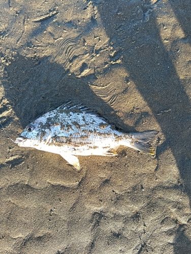 キビレの釣果
