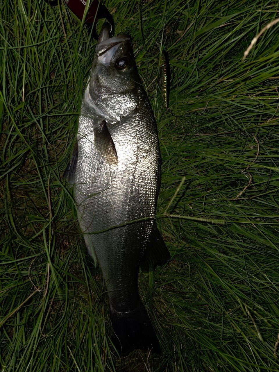 シーバスの釣果写真