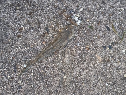 メゴチの釣果