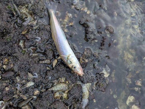キスの釣果