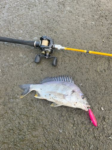 キビレの釣果