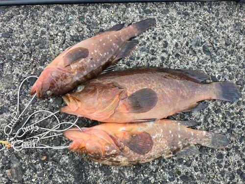 キジハタの釣果