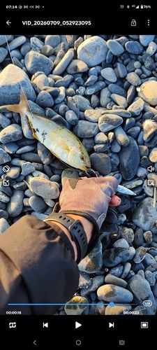 ショゴの釣果