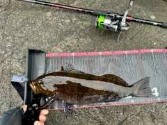アイナメの釣果