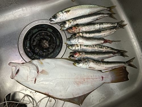 ヒラメの釣果
