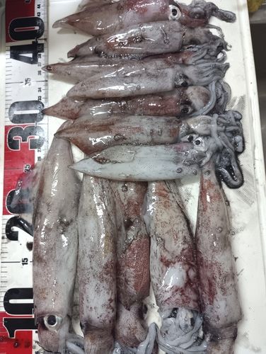 ケンサキイカの釣果