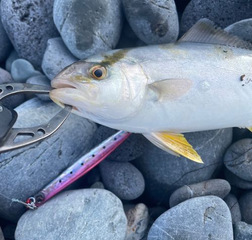 ショゴの釣果