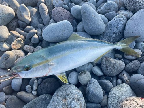 ワカシの釣果