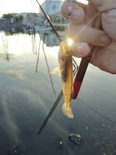 マハゼの釣果